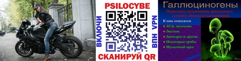 где продают   Борзя  Псилоцибиновые грибы Psilocybe 